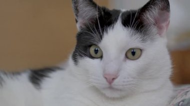Kedi pencerenin dışındaki kuşları dikkatle izliyor.