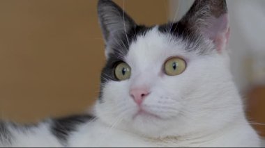 Kedi, dikkat ederek açık havada uçan kuşları izliyor.