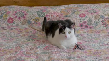 Kedi en sevdiği oyuncağının üzerinde oturuyor ve miyavlıyor.