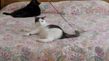 Kedi deri tangalarla sopa avlar. Kedi eğlence zamanı.