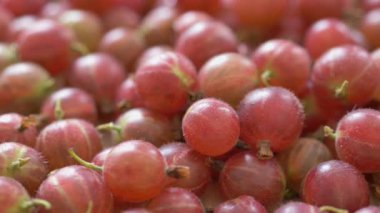 Kırmızı bektaşi üzümü. Amla. Kaydırıcı atışı