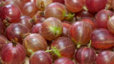 Bektaşi üzümü. Amla. Kaydırıcı atışı