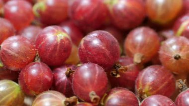 Kırmızı bektaşi üzümü. Amla. Kaydırıcı atışı