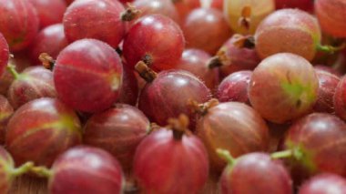 Bektaşi üzümü meyveleri. Kaydırıcı atışı