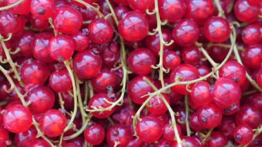 Frenk üzümü ya da Frenk üzümü (Ribes rubrum). Kaydırıcı atışı