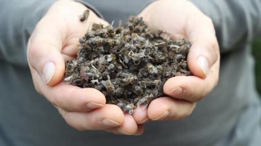 Arıcı ölü arıları tutuyor.