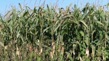 Mısır tarlası. Tarım. Çekim