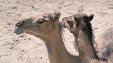 İki Dromedary Camel. Anne ve yavrusu. Portre