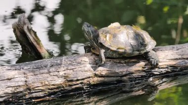 Kırmızı kulaklı kaymak kaplumbağa. Trachemys scripta elegans