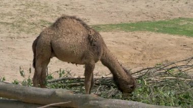Dromedary Camel yaprak yiyor. Camelus dromedarius
