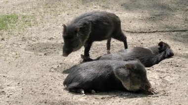 Bir pekary (ayrıca javelina veya kokarca domuz)