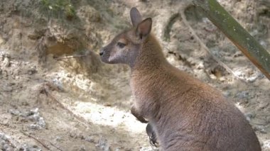 Kızıl enseli kanguru. Bennett'ın kanguru. Macropus rufogriseus