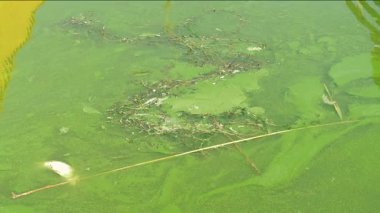 Kirli su. Ötrofikasyon. Oksijen yetersizliğinden sudaki ölü balıklar