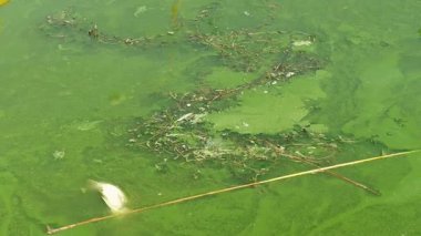 Ötrofikasyon. Oksijen yetersizliğinden sudaki ölü balıklar