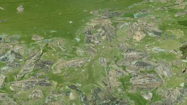 Kirli, kirli su. Ötrofikasyon.