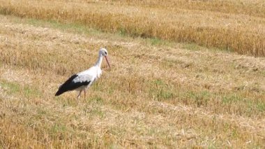 Beyaz leylek (Ciconia ciconia)