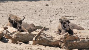 Avrupalı Bizonlar. Bizon Bonasus