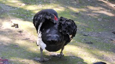 Siyah kuğu tüyleri temizliyor. Cygnus atratus