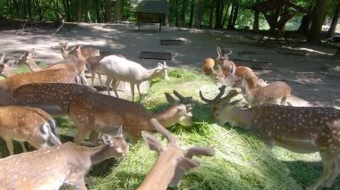 Yaban geyiği sürüsü hayvan yemliğinden besleniyor.