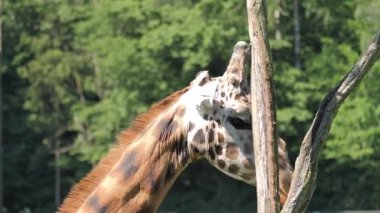 Zürafa yeşil yapraklara ulaşmak için ağacı kırmaya çalışıyor.
