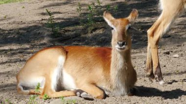 Lechwe. Kobus Leche. Güney Lechwe