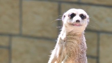 Mirket. Suricata suricatta. Afrika hayvanları