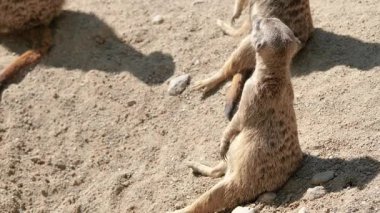Mirket. Suricata suricatta. Afrika hayvanları