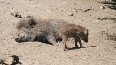 Genç yaban domuzu ve yetişkin domuz. Sus Scrofa