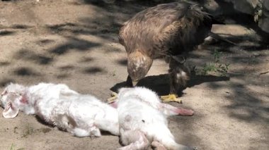 Steppe kartal beyaz tavşan yiyor. Aquila nipalensis