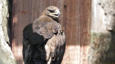 Steppe Kartal. Aquila nipalensis