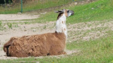 Lama çimenlerde oturuyor. Lama gama