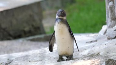 Afrika penguen. Spheniscus demersus