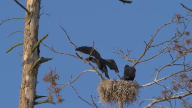 Genç karabatak kanatlarını açıyor. Yavaş çekim