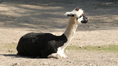 Alpaka. Latince adı - Vicugna pacos