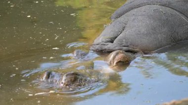 Bir nefes al denizden yükselen su aygırı. Su aygırı amphibius. Su aygırı