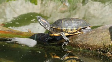 Kırmızı Kulaklı Sürgü Kaplumbağa güneşin tadını çıkarıyor. Trakemler Scripta Elegans