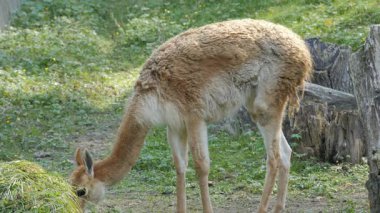 Vicuna 'yı. Vicugna vicugna. Hayvanlar