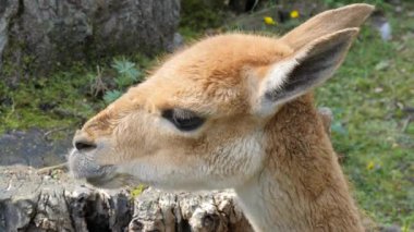 Vicuna portresi. Perulu hayvan