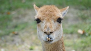 Vicuna portre. Vicugna vicugna