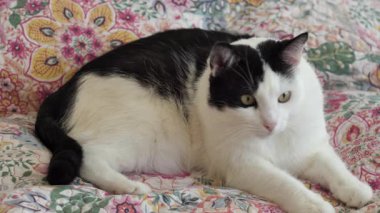 Kedi gözleri bir sineği takip eder