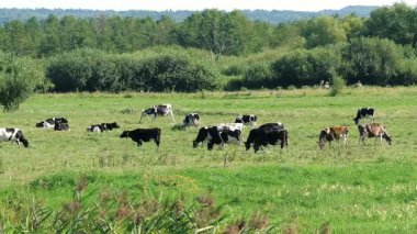 Çayırdaki inek sürüsü.