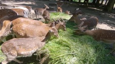 Yaban geyiği sürüsü hayvan yemliğinden besleniyor.