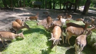 Yaban geyiği sürüsü hayvan yemliğinden besleniyor.