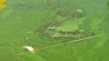 Kirli su. Ötrofikasyon. Oksijen yetersizliğinden sudaki ölü balıklar