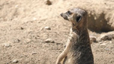 Mirket. Latince adı - Suricata suricatta