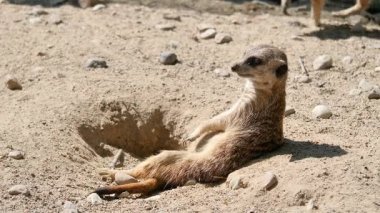 Komik mirket güneşte güneşleniyor