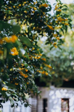 Guilin Park 'taki Tatlı Osmanthus ve Çin Klasik Mimarisi