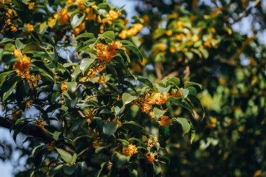 Guilin Park 'taki Tatlı Osmanthus ve Çin Klasik Mimarisi