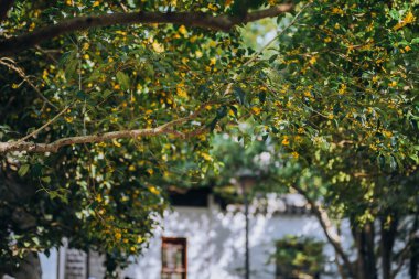 Guilin Park 'taki Tatlı Osmanthus ve Çin Klasik Mimarisi