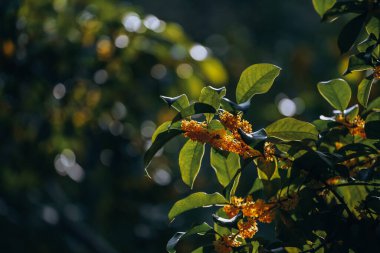 Guilin Park 'taki Tatlı Osmanthus ve Çin Klasik Mimarisi